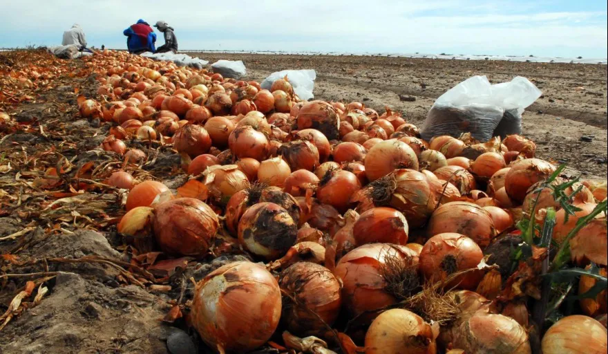 CEBOLLA