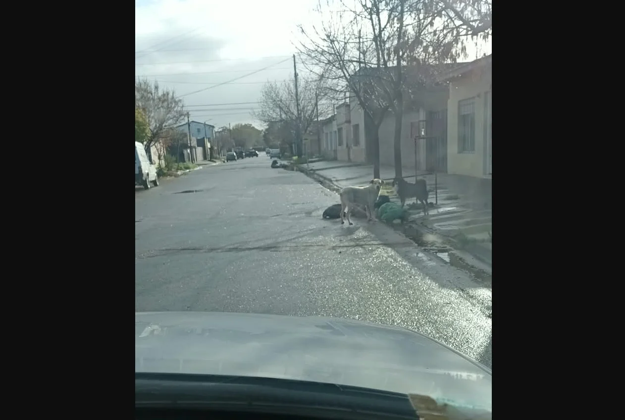 basura en la calle 2