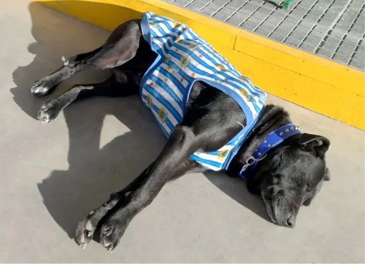 PERRO ROCCO