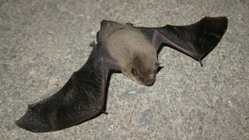 MURCIELAGOO-1