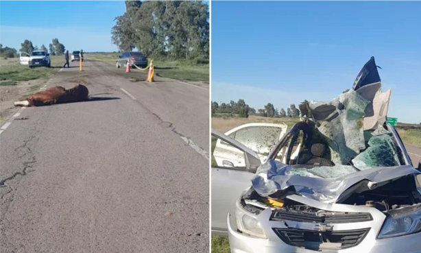 RUTA 3 ACCIDENTE CABALLO