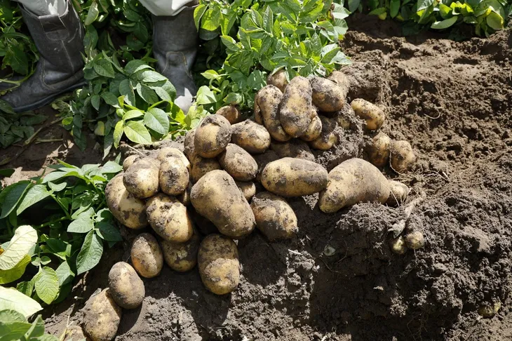 papa-produccion-2jpgjpeg